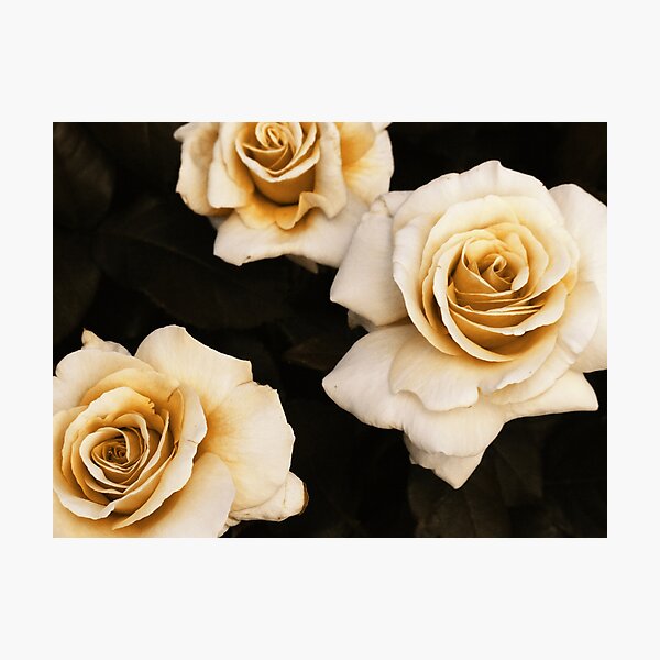 Item preview, Antique Roses designed and sold by AlisonOneL.