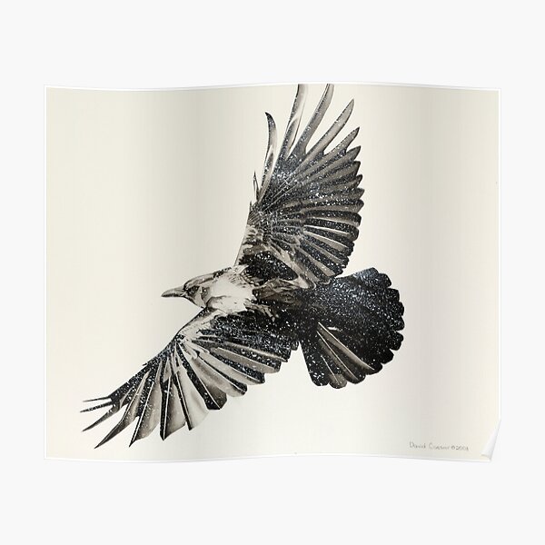 Crow Study Poster