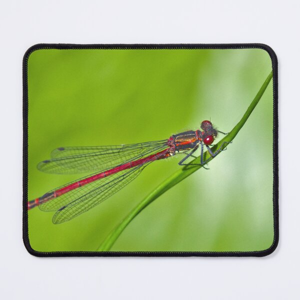 Item preview, Damsel designed and sold by Krys Bailey.