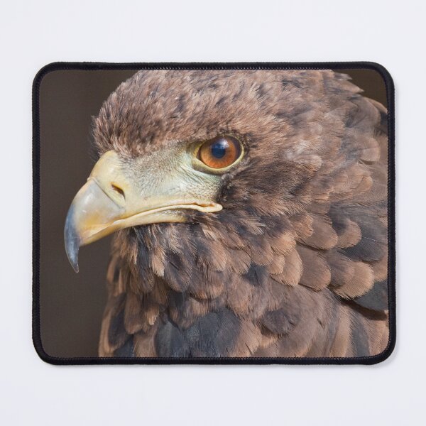 Item preview, Pine Cone Eagle designed and sold by Krys Bailey.