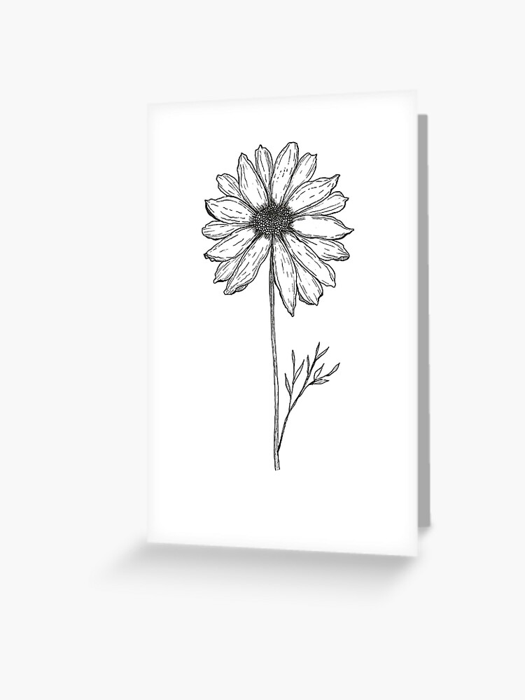 marguerite fleur dessin noir et blanc