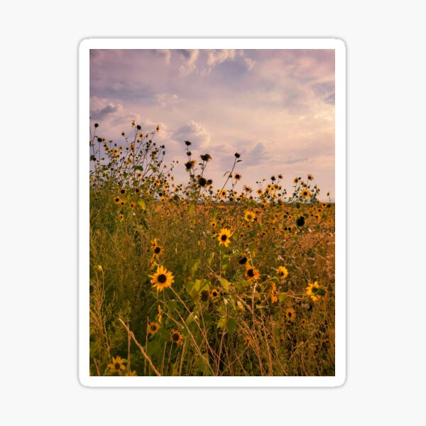 Item preview, Sunflower Field of Dreams designed and sold by erinlstaples.