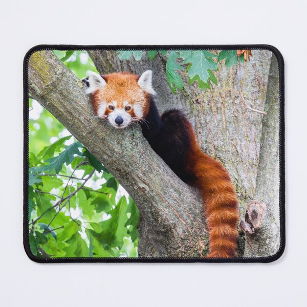 Item preview, Red Panda - Ailurus Fulgens - portrait of the cute animal resting lazy on a tree designed and sold by Paolo Modena Photography - Fine Italian Art.