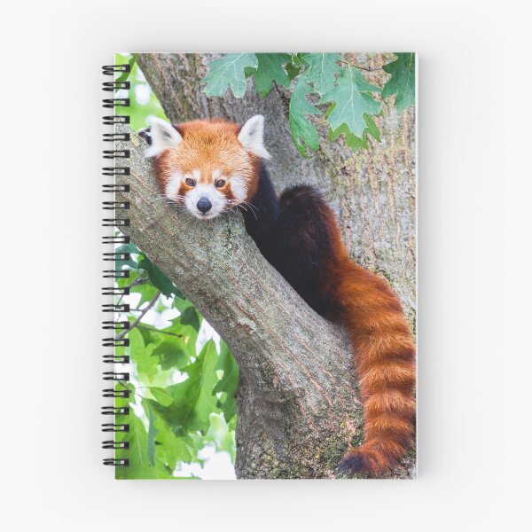 Aperçu de l'œuvre Panda rouge - Ailurus Fulgens - portrait de l'animal mignon reposant paresseux sur un arbre créée et vendue par Paolo Modena Photography    -   Fine Italian Art.