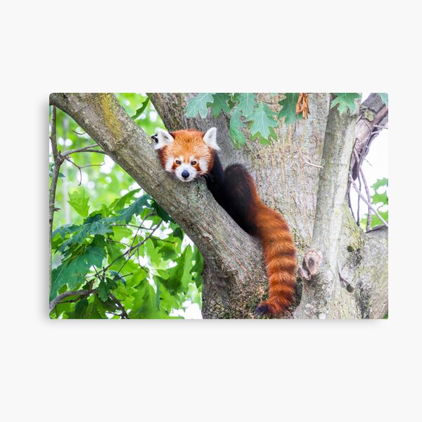 Aperçu de l'œuvre Panda rouge - Ailurus Fulgens - portrait de l'animal mignon reposant paresseux sur un arbre créée et vendue par Paolo Modena Photography    -   Fine Italian Art.