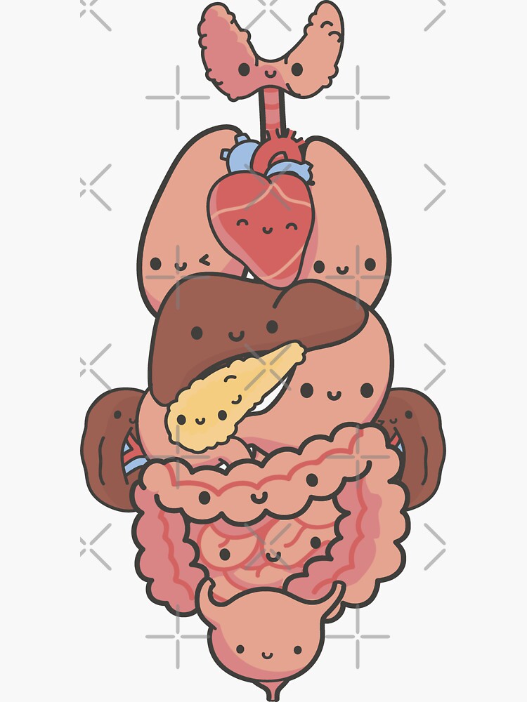 body parts drawing | human internal organs | draw internal organs of human  | internal organs drawing - YouTube