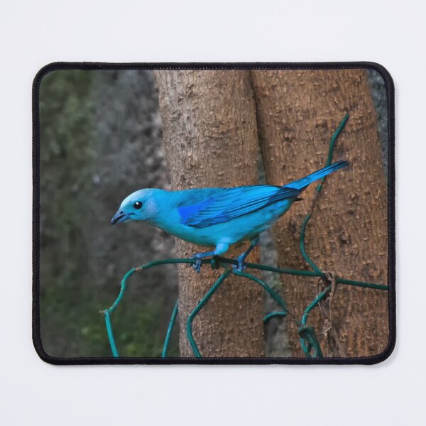 Item preview, Blue-Grey Tanagers Are A Welcome Sight II designed and sold by alabca.
