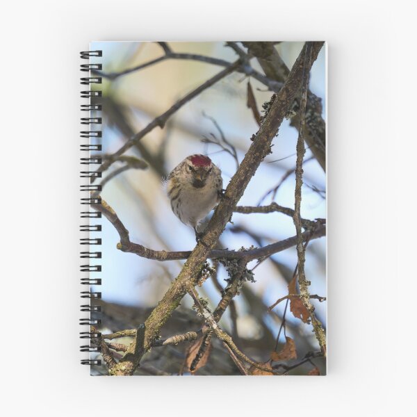 Item preview, Suspicious. Mealy redpoll designed and sold by Jouko Lehto Photography.