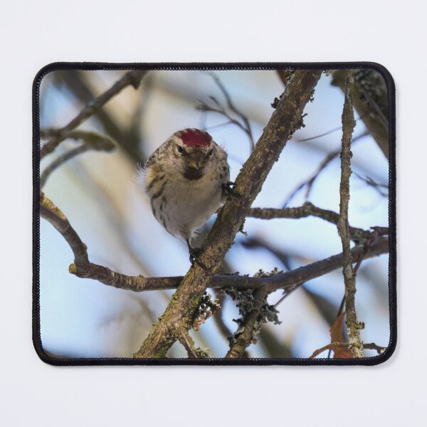 Item preview, Suspicious. Mealy redpoll designed and sold by Jouko Lehto Photography.