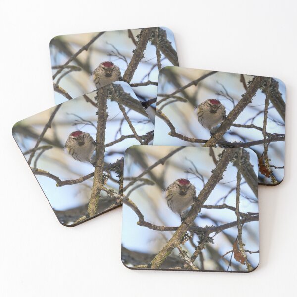 Item preview, Suspicious. Mealy redpoll designed and sold by Jouko Lehto Photography.
