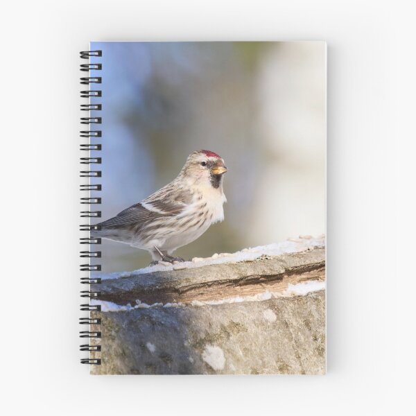 Item preview, Oh the sun so bright. Mealy redpoll designed and sold by Jouko Lehto Photography.