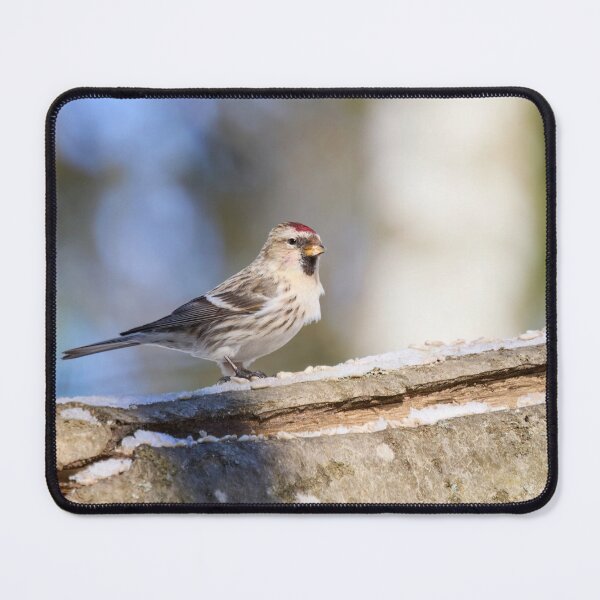 Item preview, Oh the sun so bright. Mealy redpoll designed and sold by Jouko Lehto Photography.