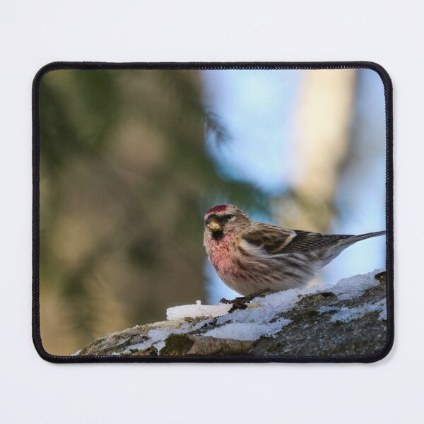 Item preview, The red one. Mealy redpoll designed and sold by Jouko Lehto Photography.