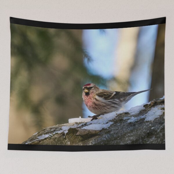 Item preview, The red one. Mealy redpoll designed and sold by Jouko Lehto Photography.
