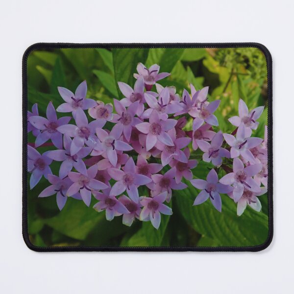 Item preview, Hawaiian Lavendar: Graffiti Lavendar Star Flower designed and sold by CommandoCrane.