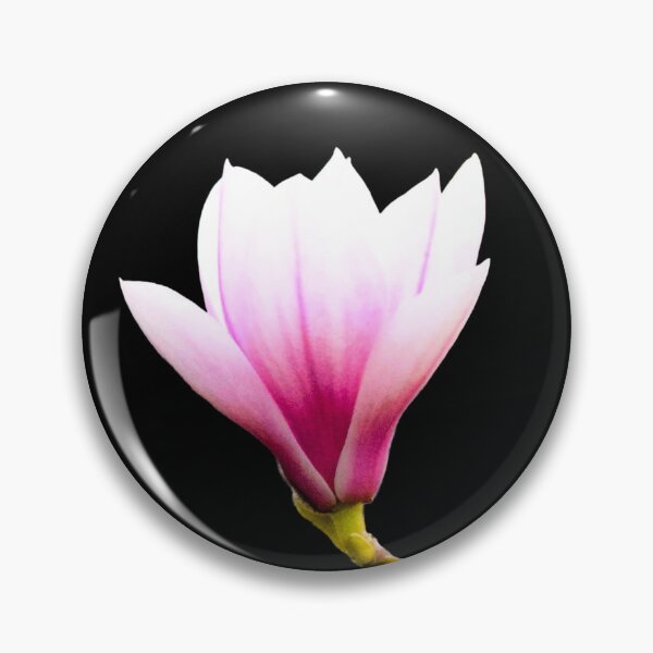 Item preview, Tulip Magnolia Bloom - black background designed and sold by Louise-Mae.