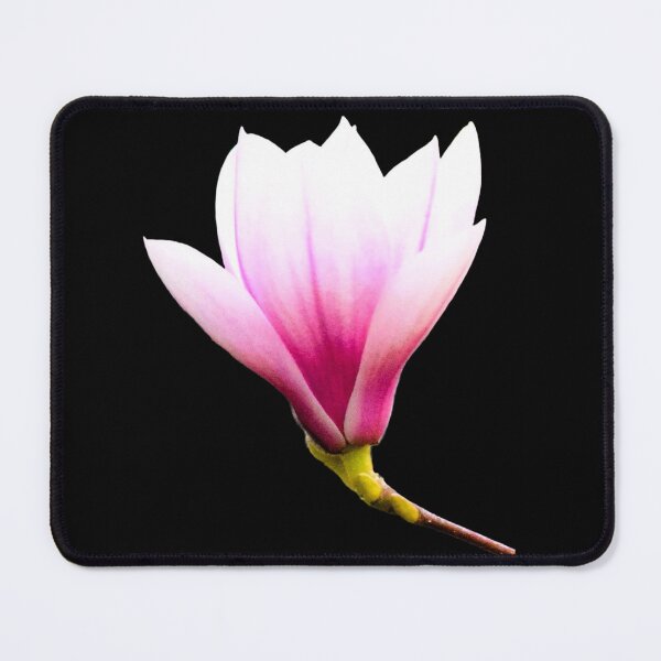 Item preview, Tulip Magnolia Bloom - black background designed and sold by Louise-Mae.
