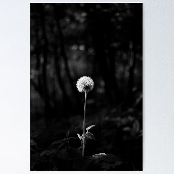 Item preview, Beautiful image of a black and white dandelion puff designed and sold by aforaperture.