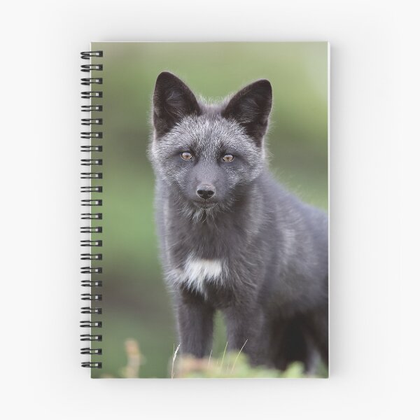 Item preview, Fox Kit designed and sold by mlorenz.