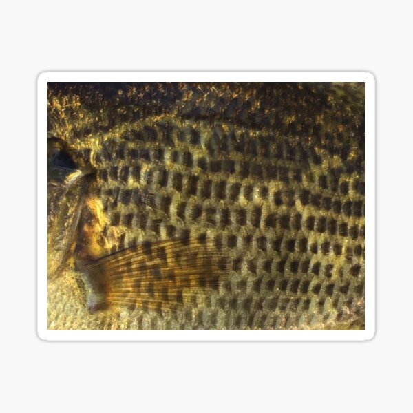Vista previa del artículo con la obra «Patrón de piel de pescado Rock Bass (natural)», diseñado y vendido por CJRPics.