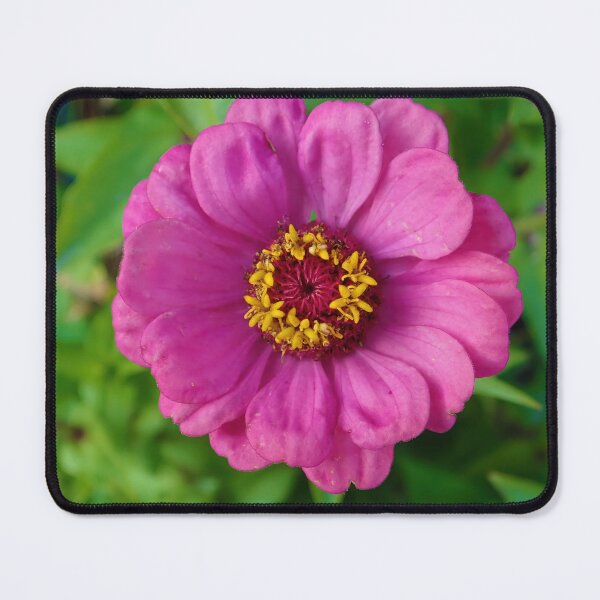 Item preview, Pink and Proud: Pink Zinnia designed and sold by CommandoCrane.