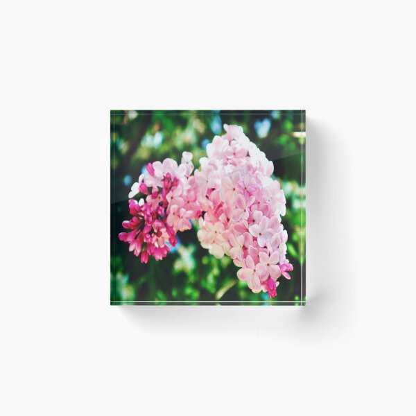 Item preview, Luscious Lilacs designed and sold by Angela Fazio.