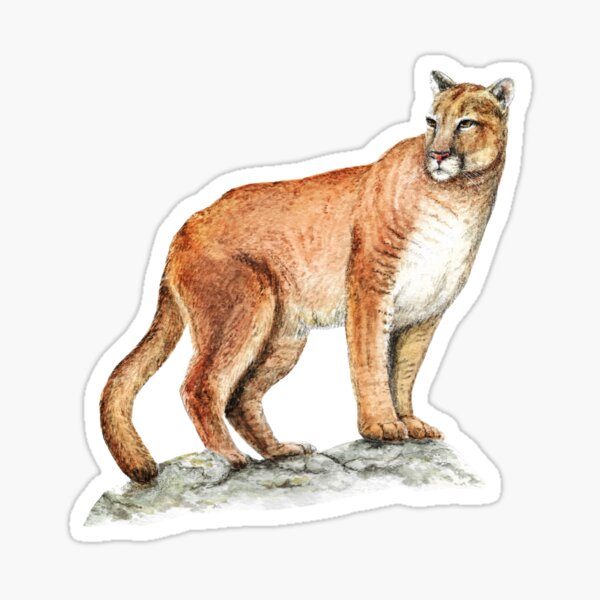 Vista previa del artículo con la obra «Puma (Puma concolor)», diseñado y vendido por SandraHaro.