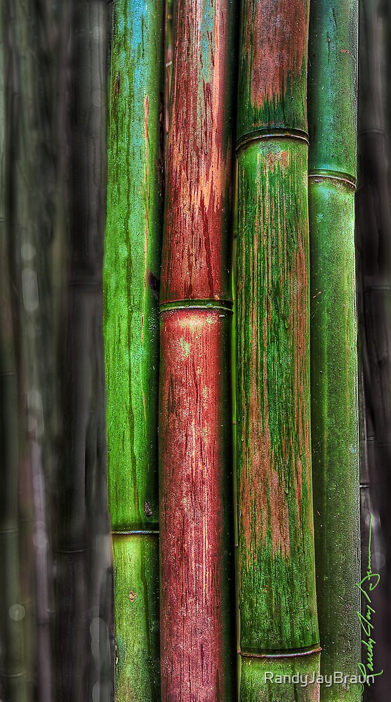 "Rainforest Colours" by RandyJayBraun | Redbubble