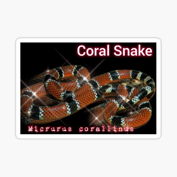 colmillos de serpiente de coral oriental