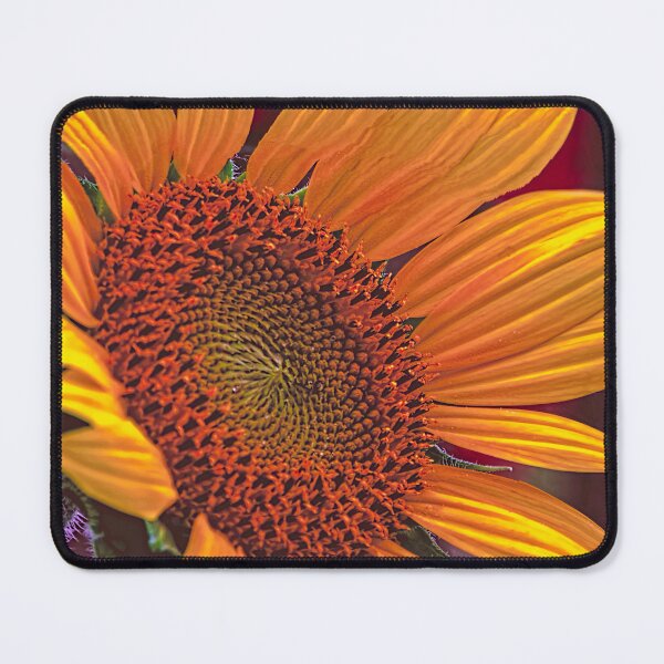 Item preview, On a Golden Day, Sunflower in Norman Oklahoma designed and sold by JohnDSmith.