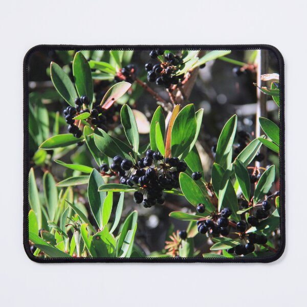 Item preview, Tasmanian pepper berries designed and sold by Kirsten Covington.