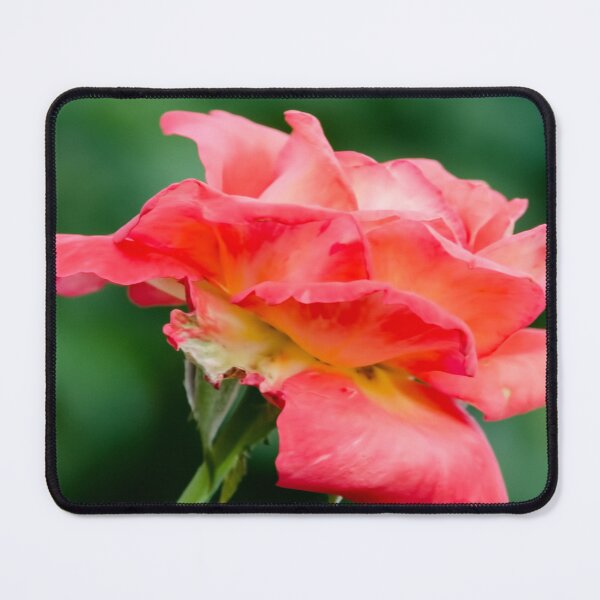 Item preview, Red Beauty, Rose image captured in Oklahoma USA. designed and sold by JohnDSmith.
