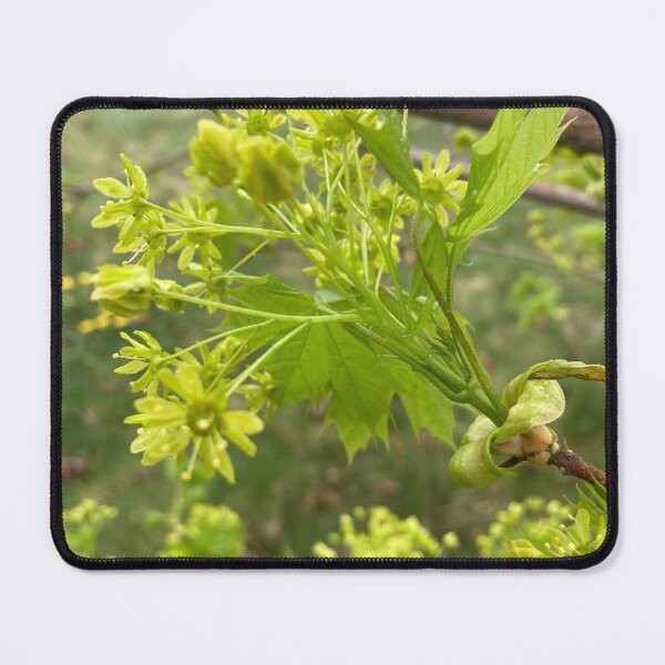 Item preview, Spring Maple designed and sold by Amanda1775.