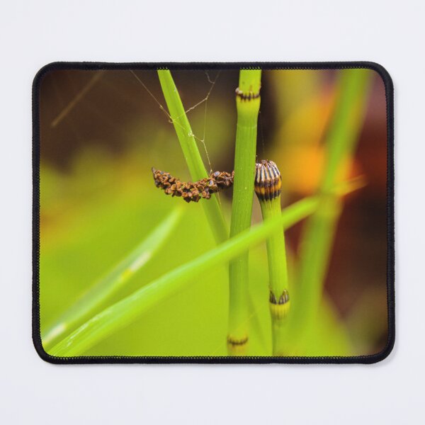 Item preview, Green water bamboo stalk with seeds designed and sold by kall3bu.
