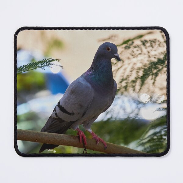 Item preview, Urban Pigeon designed and sold by Mrtweety.