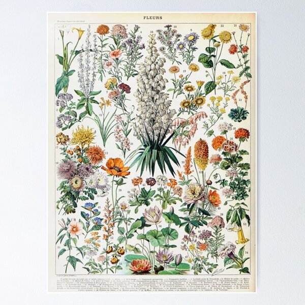 Item preview, Adolphe Millot  designed and sold by walterdockery.