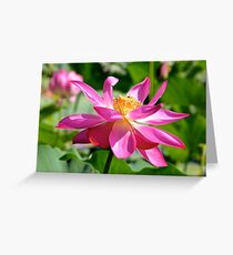 Pink Lotus Greeting Card