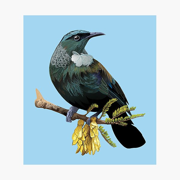 Tui Photographic Print