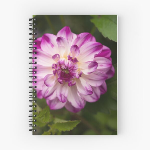 Item preview, It's a Dahlia Darling designed and sold by Clare Colins.