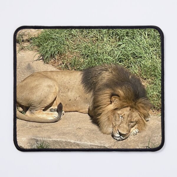 Item preview, Lion the Sydney zoo designed and sold by SazB33.