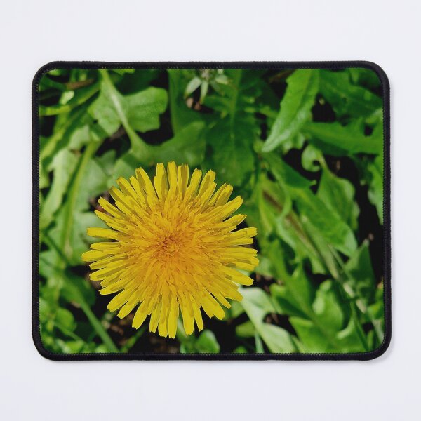 Artikelvorschau, dandelion entworfen und verkauft von IgorKovalenko.