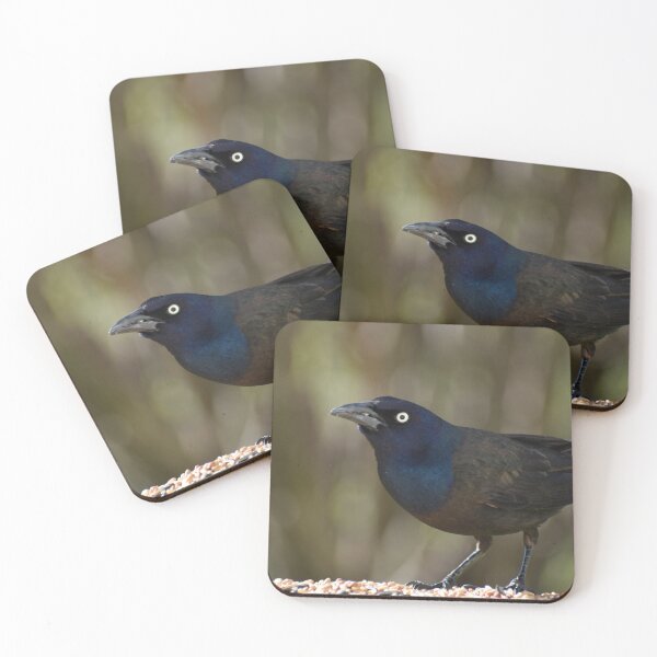 Item preview, A common grackle at the feeder designed and sold by Claude Laprise.