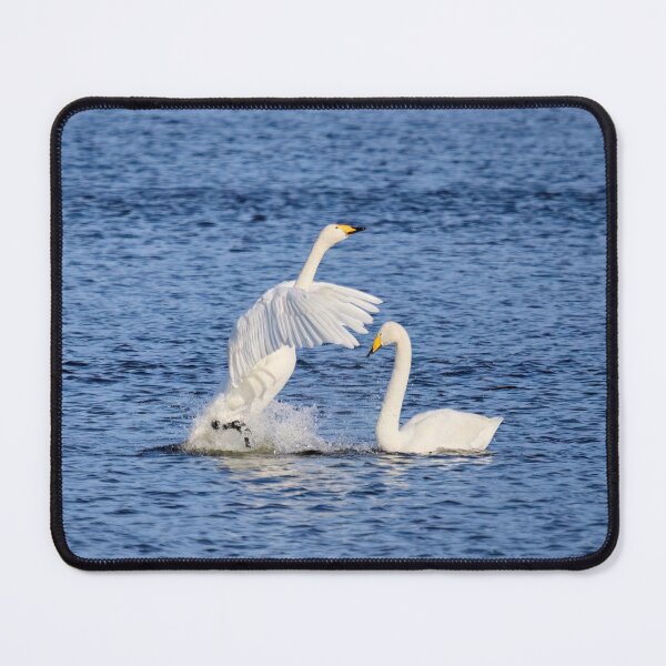 Item preview, Showtime baby. Whooper swan designed and sold by Jouko Lehto Photography.