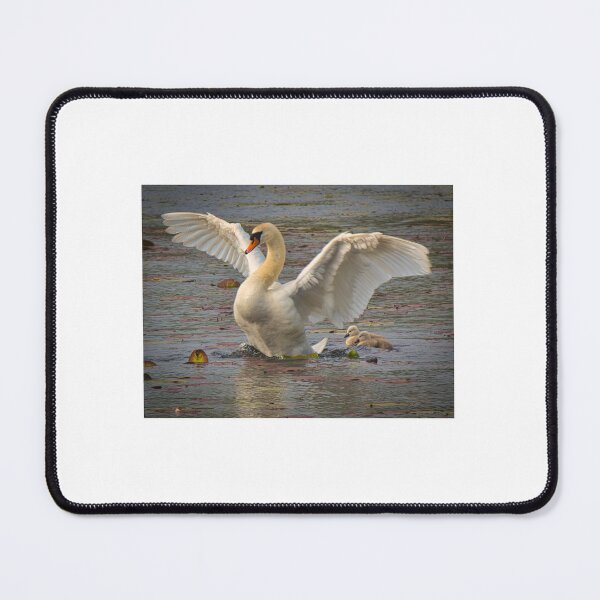 Item preview, Swan with Cygnets designed and sold by Chris O'Connor.