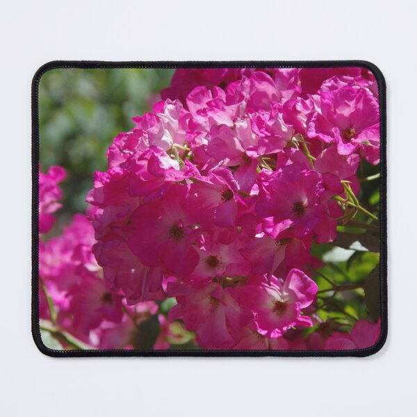 Item preview, Floribunda Roses At Pinjarra, Western Australia designed and sold by lezvee.