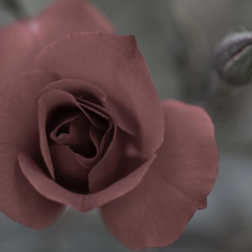 Vorschaubild zum Design Rose von Rafael López