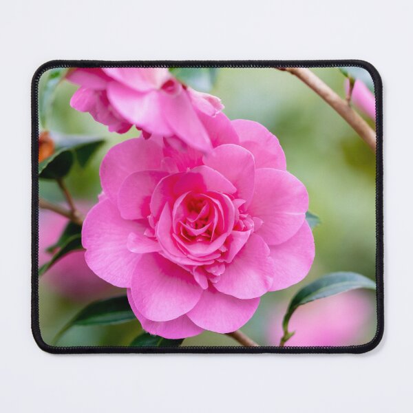 Item preview, Camellia Pink 1 designed and sold by Tanya C Smith.