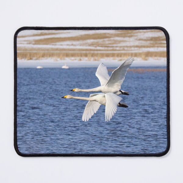 Item preview, Mirrored. Whooper swan designed and sold by Jouko Lehto Photography.