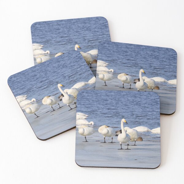 Item preview, One has to stay awake. Whooper swan designed and sold by Jouko Lehto Photography.