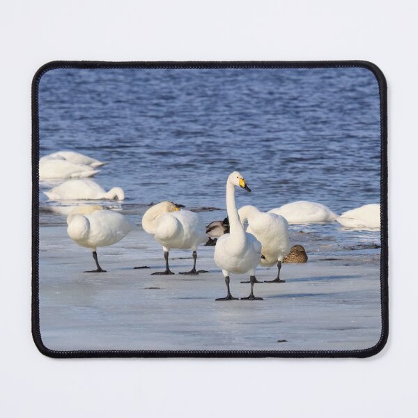 Item preview, One has to stay awake. Whooper swan designed and sold by Jouko Lehto Photography.